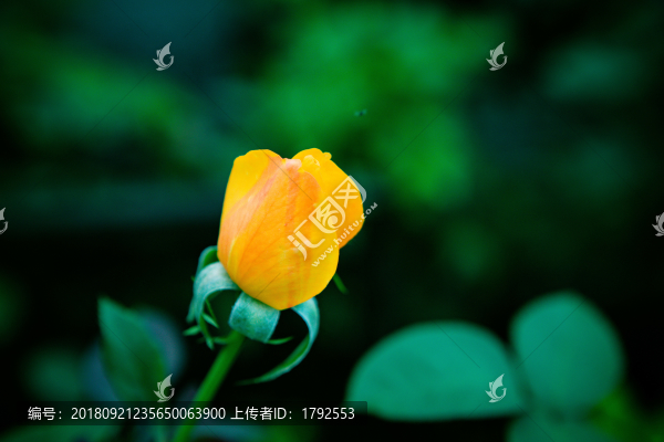 月季玫瑰鮮花