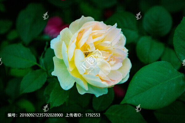 月季玫瑰鮮花