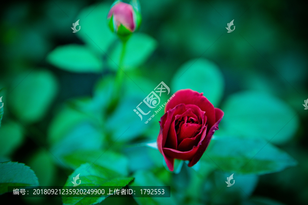 玫瑰月季花朵鮮花