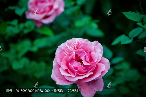 玫瑰