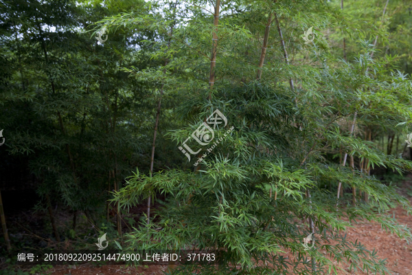 竹林