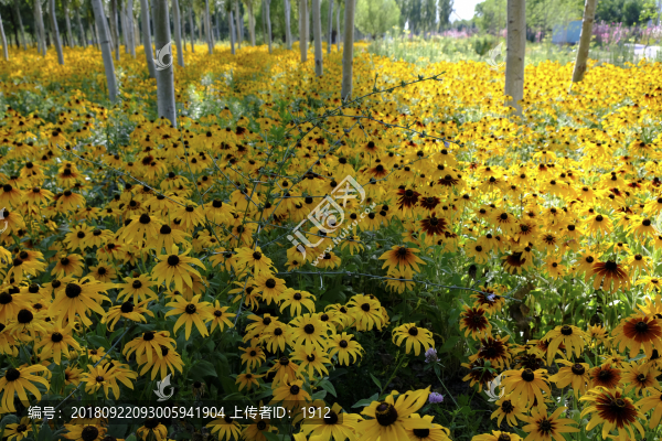 林中花草
