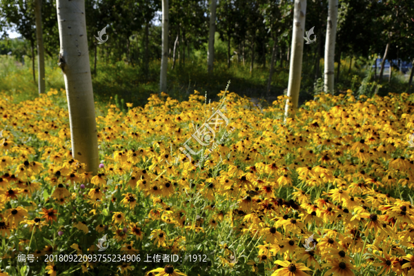 林中花草