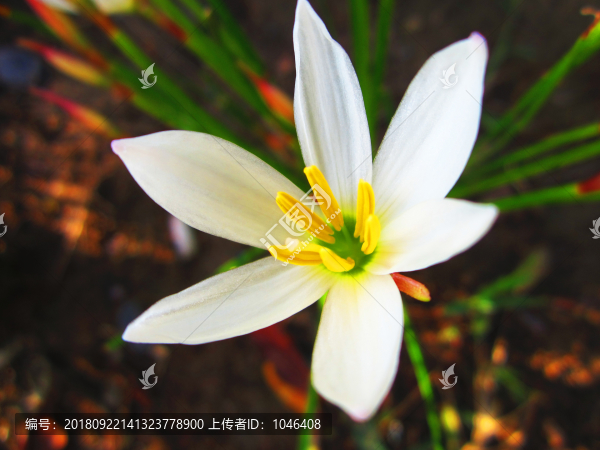 干凈的花