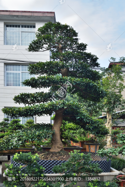 盆景市場(chǎng)