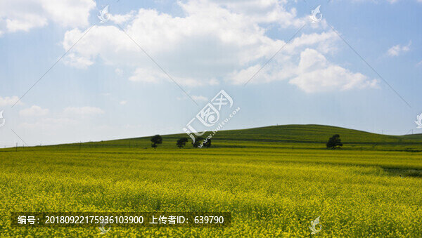 油菜花