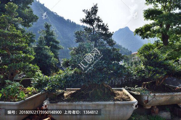 盆景市場