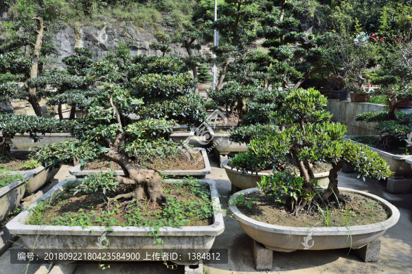 盆景市場(chǎng)