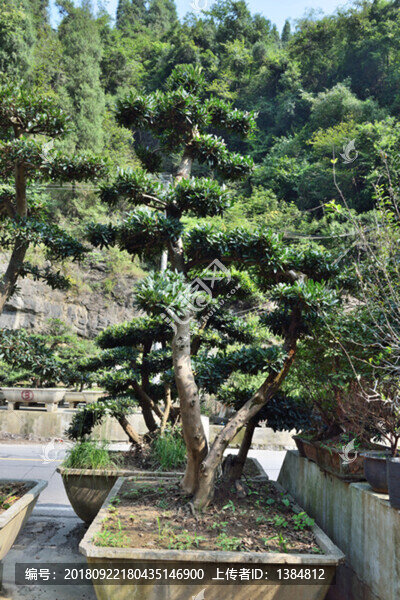 盆景市場