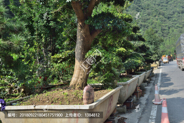 盆景市場(chǎng)
