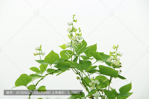 扁豆花