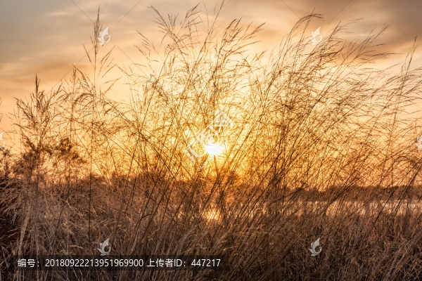 額濟(jì)納河日出