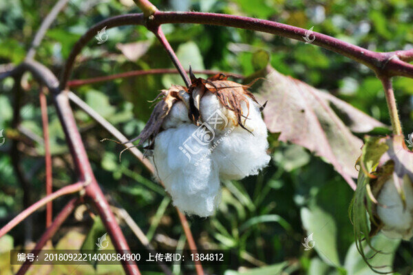 棉花
