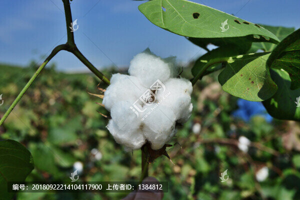 棉花