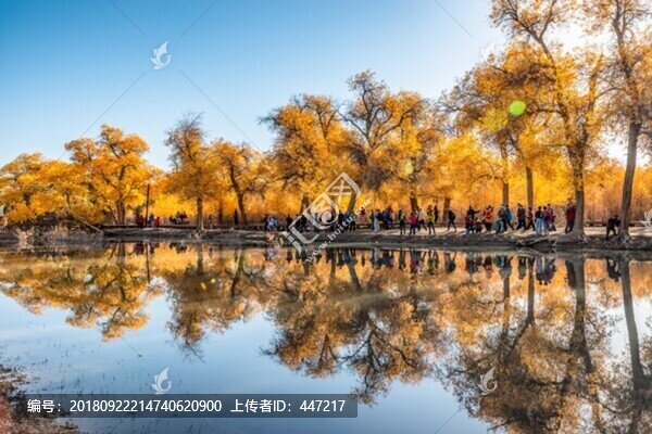 額濟(jì)納旗胡楊樹(shù)