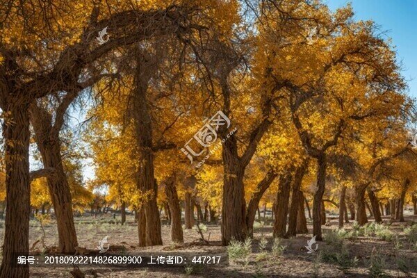 額濟納旗胡楊樹