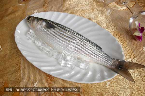 海魚