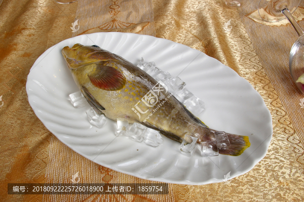 海魚