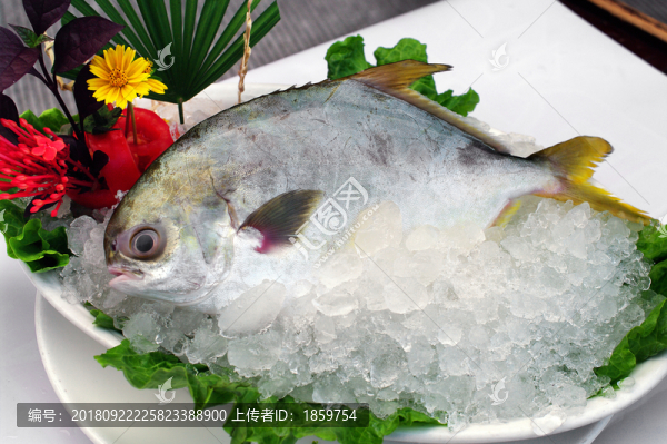 金倉魚