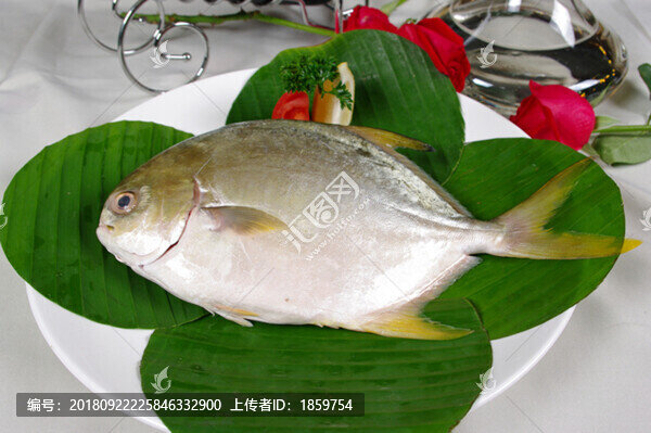 金倉魚