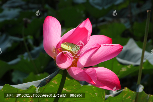 出淤泥而不染