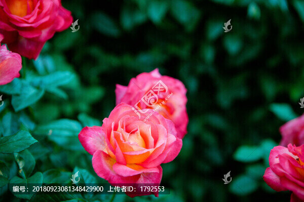 玫瑰月季薔薇花朵