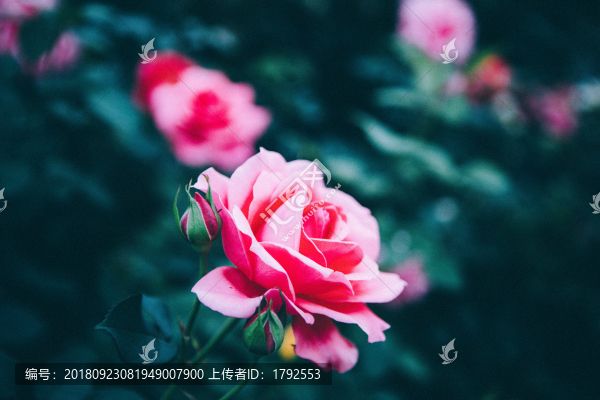 玫瑰薔薇花朵