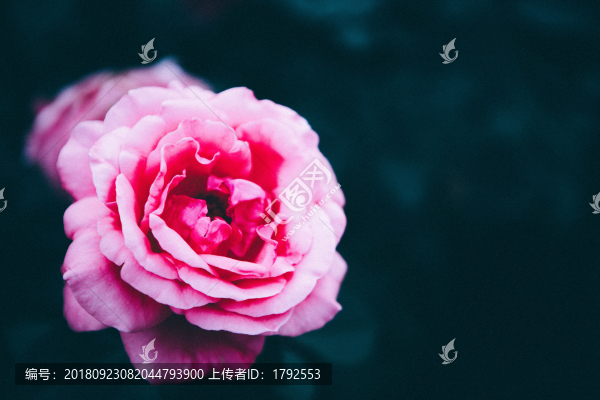 玫瑰薔薇花朵