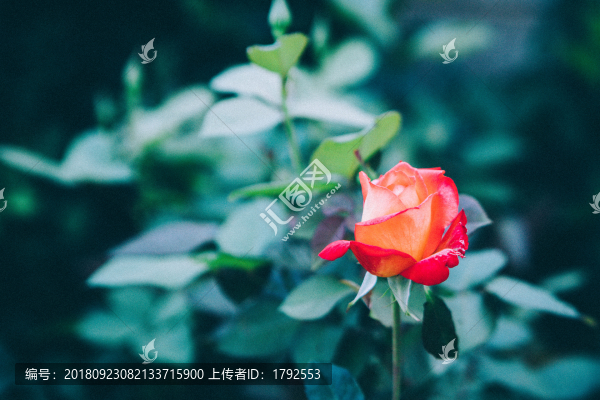 玫瑰花