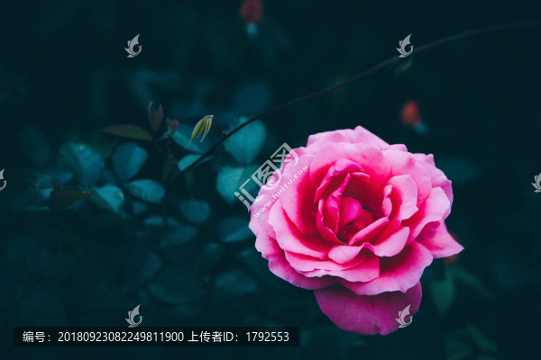 玫瑰花月季薔薇