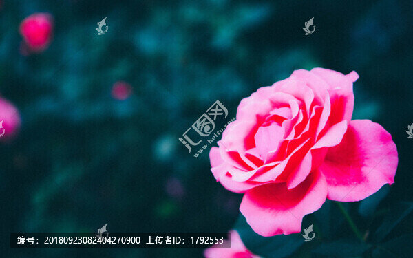 月季花玫瑰花朵鮮花