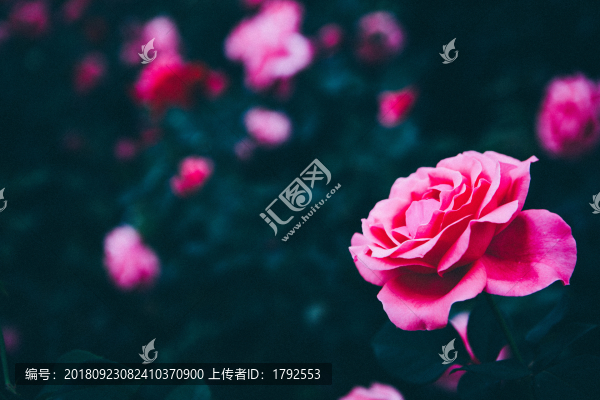 月季花玫瑰花朵鮮花