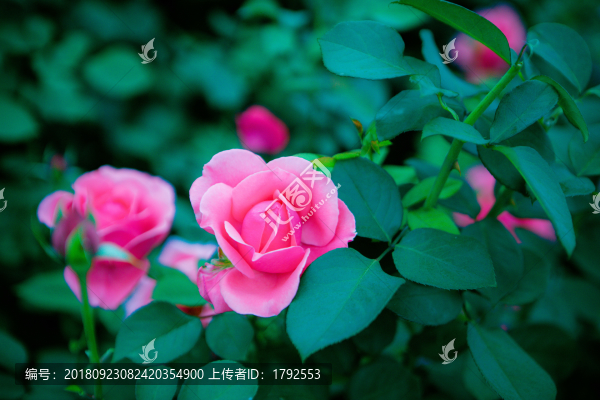 月季花玫瑰花朵鮮花