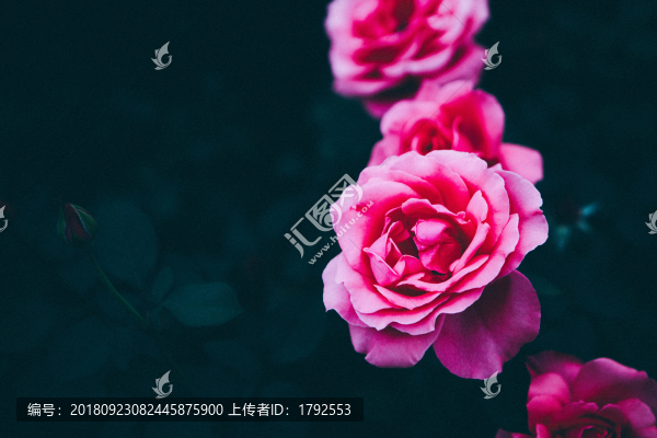 月季花玫瑰花朵鮮花