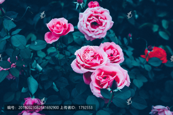 玫瑰花