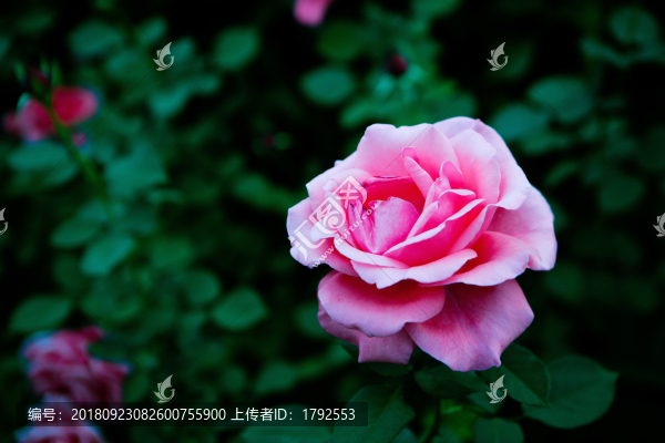 玫瑰花