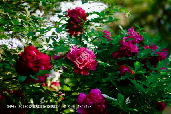 牡丹花