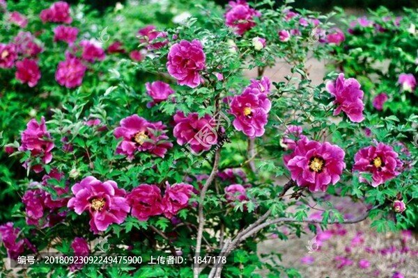 牡丹花