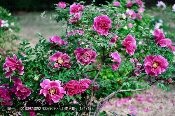 牡丹花