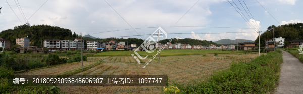 金秋稻田
