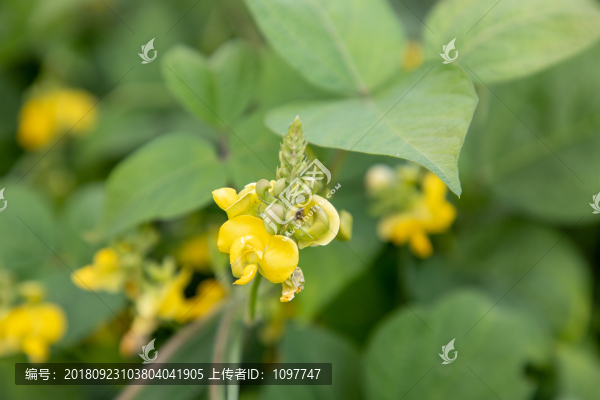 赤小豆