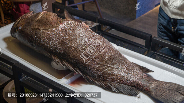 蘇眉魚