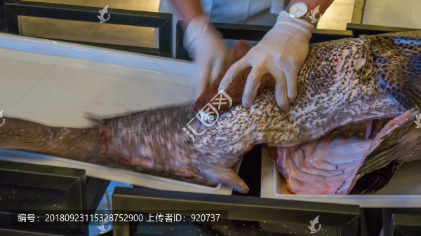 蘇眉魚