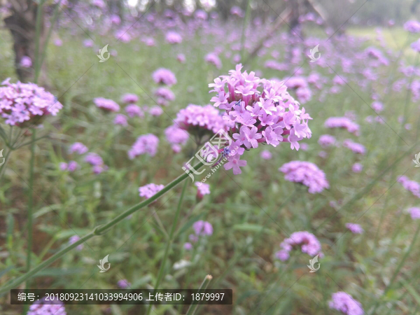 馬鞭草