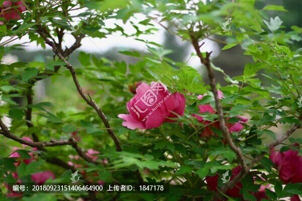 牡丹花