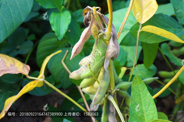 大豆
