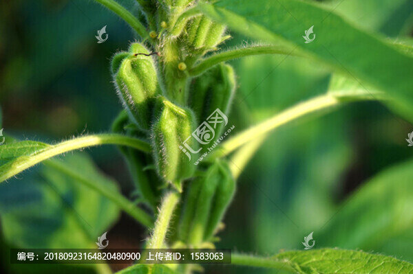芝麻果實特寫
