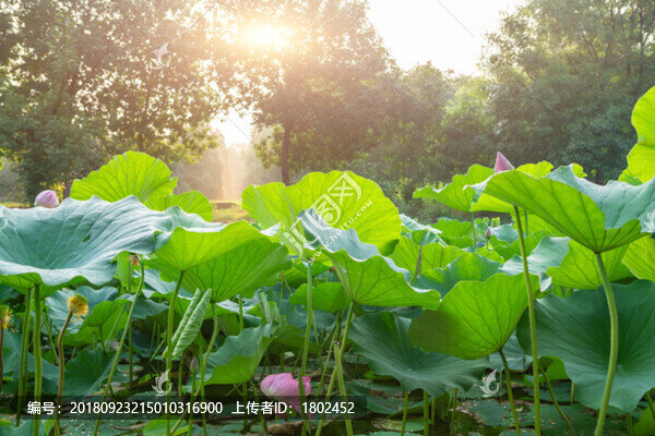 荷葉