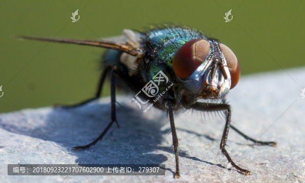 蒼蠅