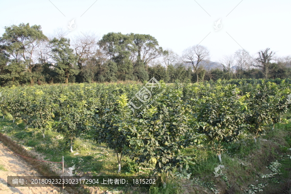 柚子樹